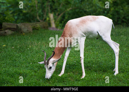 Springbok antilope, lo Zoo di Pittsburgh, Pittsburgh, PA, Stati Uniti d'America Foto Stock