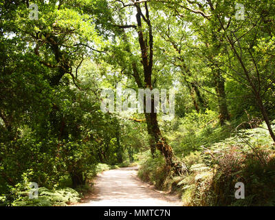 La Mata da Albergaria, un ben conservato bosco di querce entro Peneda-Gerês national park, il nord del Portogallo Foto Stock