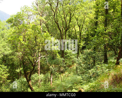 La Mata da Albergaria, un ben conservato bosco di querce entro Peneda-Gerês national park, il nord del Portogallo Foto Stock