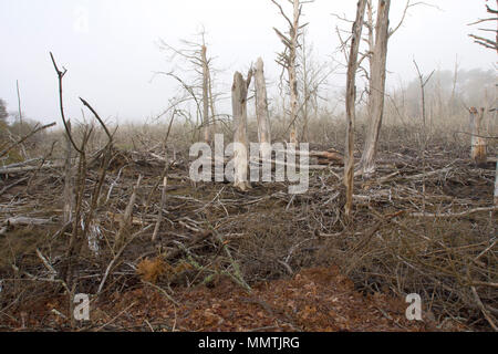 Una mattinata nebbiosa su Sesuit Marsh in Dennis, Massachusetts, sul Cape Cod, STATI UNITI D'AMERICA Foto Stock