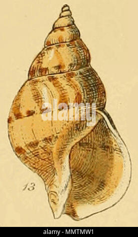 . Inglese: Buccinum Humphreysianum Bennet. Da illustrato indice dei gusci britannica, piastra XVIII., Fig. 13. . 1859. George Brettingham Sowerby II (1812-1884) Descrizione naturalista e illustratore Data di nascita e morte 25 Marzo 1812 26 Luglio 1884 Luogo di nascita e morte Lambeth Wood Green competente controllo : Q1223045 VIAF:?ISNI 73969050:?0000 0000 8182 9905 LCCN:?n88669749 NLA:?35246704 GND:?117648485 WorldCat Buccinum Humphreysianum (Sowerby) Foto Stock