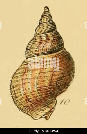 . Inglese: Buccinum ciliatum Fabrizio. Da illustrato indice dei gusci britannica, piastra XVIII., Fig. 10. . 1859. George Brettingham Sowerby II (1812-1884) Descrizione naturalista e illustratore Data di nascita e morte 25 Marzo 1812 26 Luglio 1884 Luogo di nascita e morte Lambeth Wood Green competente controllo : Q1223045 VIAF:?ISNI 73969050:?0000 0000 8182 9905 LCCN:?n88669749 NLA:?35246704 GND:?117648485 WorldCat Buccinum ciliatum (Sowerby) Foto Stock