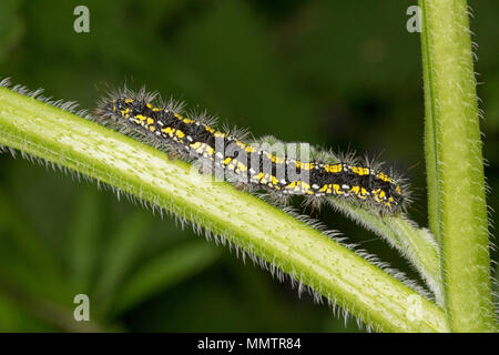 Caterpillar della Scarlet Tiger Moth, Callimorpha dominula, alimentazione su una foglia comfrey, consolida, Nord Inghilterra Dorset Regno Unito GB Foto Stock