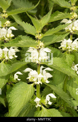 Morto bianco-ortiche, Lamium album, fioritura lungo una strada orlo in Nord Inghilterra Dorset Regno Unito GB. Le morti bianche di ortica non hanno alcuna sensazione puntoria ha Foto Stock