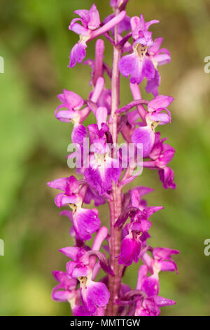 Inizio purple orchid, Orchis mascula, cresce in boschi di latifoglie a inizio maggio, Nord Inghilterra Dorset Regno Unito GB. Foto Stock