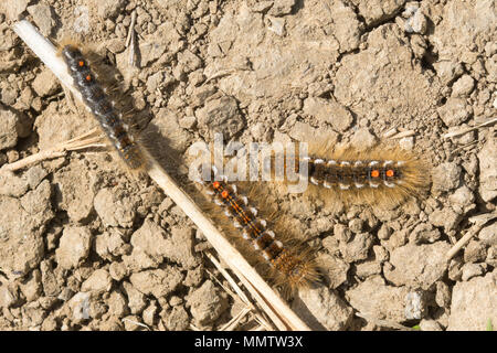 Marrone-tail moth bruchi (Euproctis chrysorrhoea) a Durlston Country Park in Dorset, Regno Unito. Questi bruchi pelosi può causare irritazioni della pelle. Foto Stock