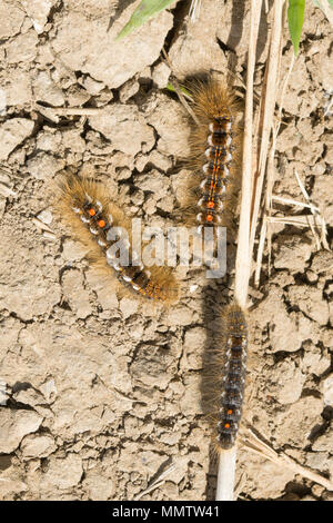 Marrone-tail moth bruchi (Euproctis chrysorrhoea) a Durlston Country Park in Dorset, Regno Unito. Questi bruchi pelosi può causare irritazioni della pelle. Foto Stock