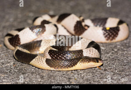 Blu o: la malese Krait (Bungarus candidus) sulla strada di notte Krabi Thailandia uno dei la maggior parte dei serpenti velenosi nel mondo. Foto Stock