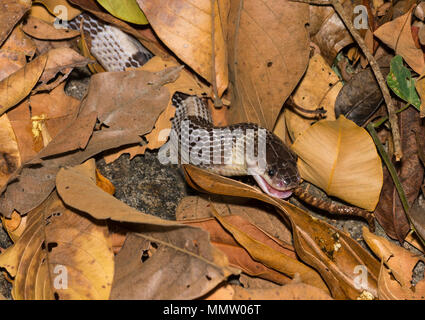 Blu o: la malese Krait (Bungarus candidus) mangia Brown Spotted Rattlesnakes (Trimeresurus venustus) Thailandia, uno del mondo più serpenti velenosi. Foto Stock