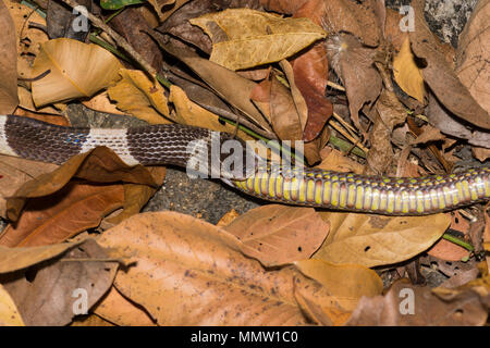 Blu o: la malese Krait (Bungarus candidus) mangia Brown Spotted Rattlesnakes (Trimeresurus venustus) Thailandia, uno del mondo più serpenti velenosi. Foto Stock