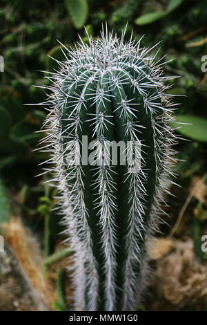 Uno sguardo più da vicino di un molto appuntiti e Grandi cactus con lunghi e punte aguzze. Posto in un giardino botanico. Foto Stock