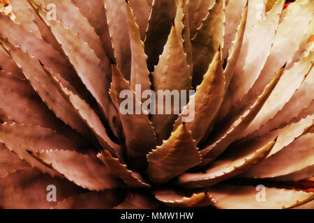 Uno sguardo più da vicino di un grande cactus con lunghi e pungenti foglie strette. Molto singolare cercando. Posto in un giardino botanico. Foto Stock