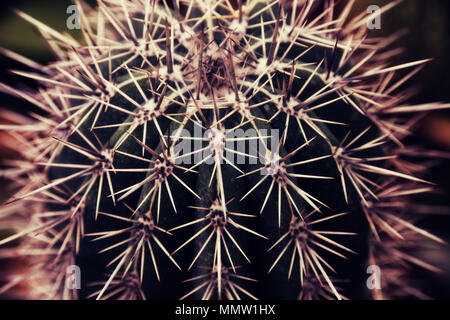 Uno sguardo più da vicino di un molto appuntiti e Grandi cactus con lunghi e punte aguzze. Posto in un giardino botanico. Foto Stock