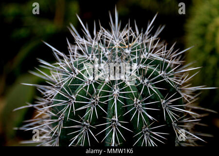 Uno sguardo più da vicino di un molto appuntiti e Grandi cactus con lunghi e punte aguzze. Posto in un giardino botanico. Foto Stock