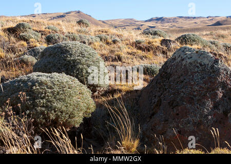 Vegetazione della pampa di Sierra Baguales, Patagonia, Cile Foto Stock