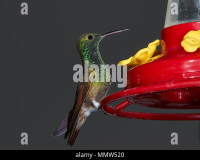Hummingbird Berylline (Amazilia beryllina) (Colibrí berilo) seduti ad un zucchero acqua alimentatore, San Juan Cosala, Jalisco, Messico Foto Stock