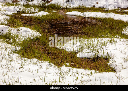 Aprile 27, 2017 - HASTINGS MESA vicino RIDGWAY E TELLURIDE COLORADO - Inverno in primavera - fine neve su erba verde in San Juan Mountains, Hastings Mesa, vicino Ridgway e Telluride Colorado Foto Stock