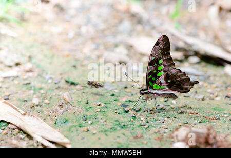 Bella wild butterfly swarm mangia minerali di Ban Krang Camp, Kaeng Krachan National Park, Thailandia Foto Stock