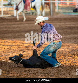 Luglio 22, 2017 NORWOOD COLORADO - Cowboy funi vitello durante San Miguel Basin Rodeo, San Miguel County Fairgrounds, Norwood, Colorado Foto Stock