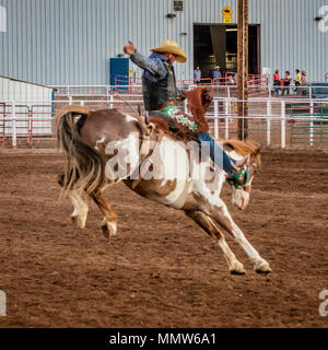 Luglio 22, 2017 NORWOOD COLORADO - Cowboy bucks bronco durante San Miguel Basin Rodeo, San Miguel County Fairgrounds Foto Stock