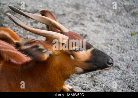 African bongo antelope tragelaphus eurycerus seduto per terra close-up Foto Stock