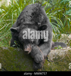 Asian luna black bear Ursus thibetanus appoggiata Foto Stock