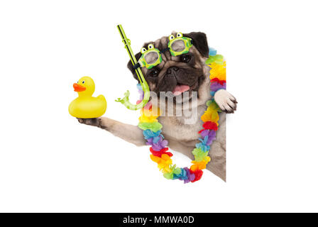Divertente estate pug cane con fiore hawaiano garland, snorkeling e gli occhiali di protezione, tenendo su gomma gialla ducky, isolato su sfondo bianco Foto Stock