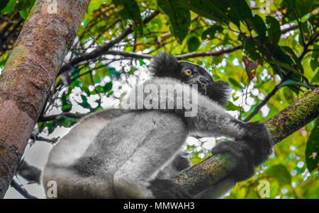 Indri, un grande, corto-tailed lemur che salta da albero ad albero in una posizione eretta e raramente viene a contatto con il terreno, Andasibe National Park, Pasqua Foto Stock