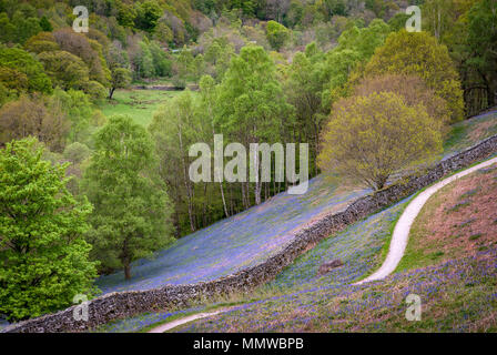 Bluebells fells colori. Rydal i laghi Foto Stock