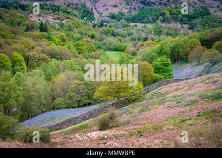 Bluebells fells colori. Rydal i laghi Foto Stock