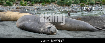 British Overseas territorio della Georgia del Sud, porto d'oro. Elefante meridionale guarnizioni (Wild: Mirounga leonina) con re i pinguini in distanza. Foto Stock