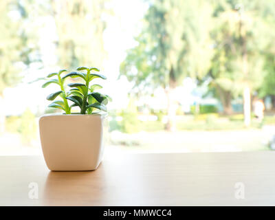 La plastica verde cactus è in una pentola di bianco. Mettere su un tavolo di legno la parte anteriore della finestra Foto Stock