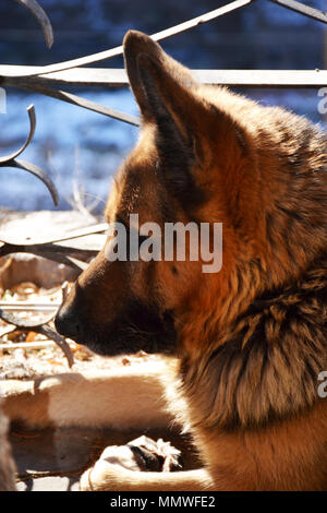 Pastore Tedesco cane ritratto Foto Stock