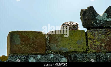 Piccolo gufo spiata da dietro una parete Foto Stock