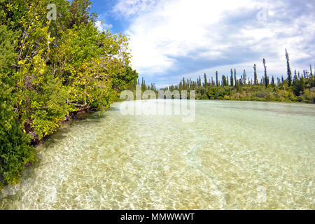 Endemica pini Cook, Araucaria columnaris, piscina naturale di Oro Bay, Isola dei Pini, Nuova Caledonia, Sud Pacifico Foto Stock