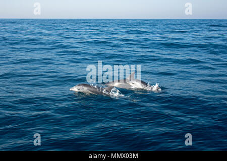 Comune di delfini tursiopi, Tursiops truncatus, caffè Bay, Città del Capo orientale costa selvaggia, Sud Africa, Oceano Indiano Foto Stock