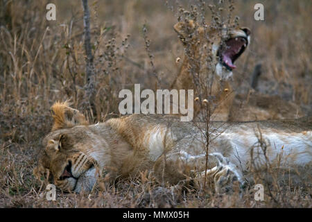 Sleeping leonesse, Panthera leo, Kruger National Park, Sud Africa Foto Stock