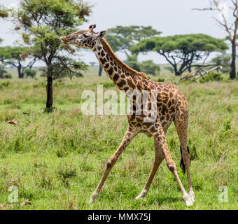 La giraffa bevande acqua a Watering Hole. L'Africa. Tanzania. Parco Nazionale del Serengeti. Foto Stock