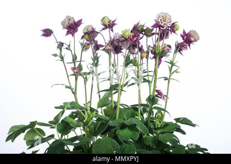 "Winky' aquilegia comune, Akleja (Aquilegia vulgaris) Foto Stock