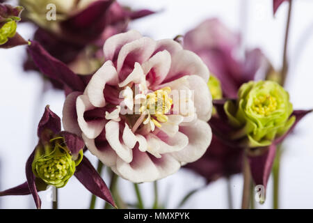 "Winky' aquilegia comune, Akleja (Aquilegia vulgaris) Foto Stock