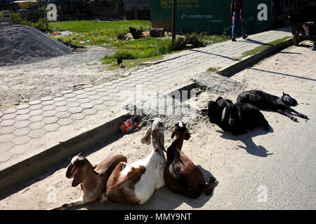 Caprini giacente sulla strada Foto Stock