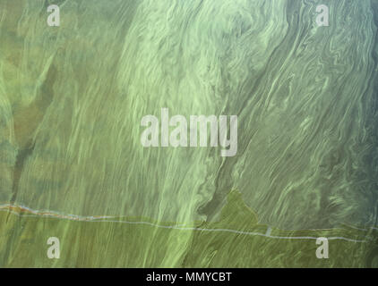 Le Alghe verdi pattern su acqua - sfondo astratto Foto Stock