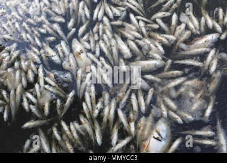 Centinaia di pesci morti in acqua contaminata Foto Stock