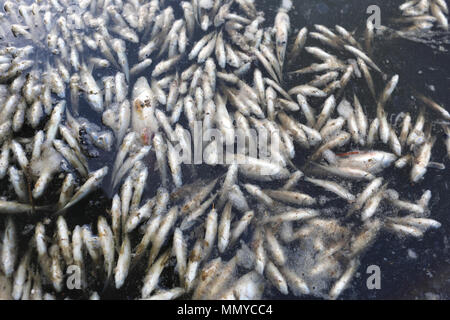 Centinaia di pesci morti in acqua contaminata Foto Stock