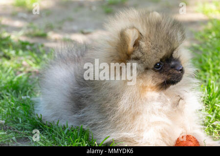 Carino fluffy Pomerania Soggiorno cane sull'erba. Cucciolo di Spitz. Foto Stock