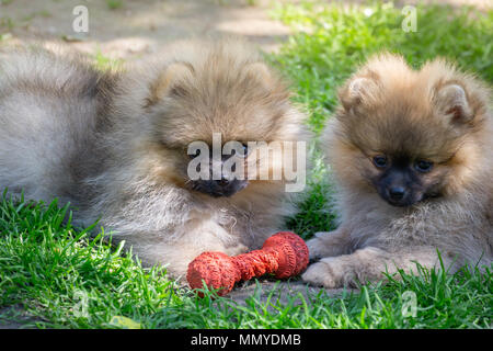 Due cuccioli di cane di Pomerania giocare all'aperto. Foto Stock