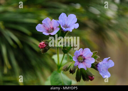 Blooming lungwort nel suo ambiente naturale, Mosca, Russia Foto Stock