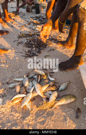 I pescatori locali raccolgono i giorni di cattura in Inhassoro Mozambico. Foto Stock