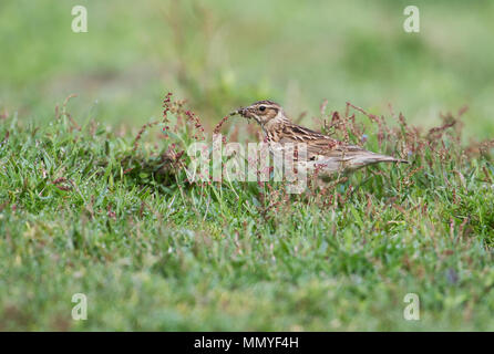 (Woodlark Lullula arborea) raccogliere cibo invertebrati Foto Stock