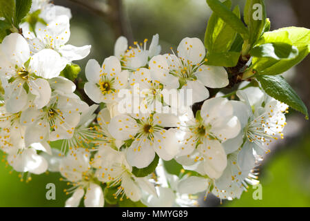 Prugna fiore in giardino 2018 Foto Stock